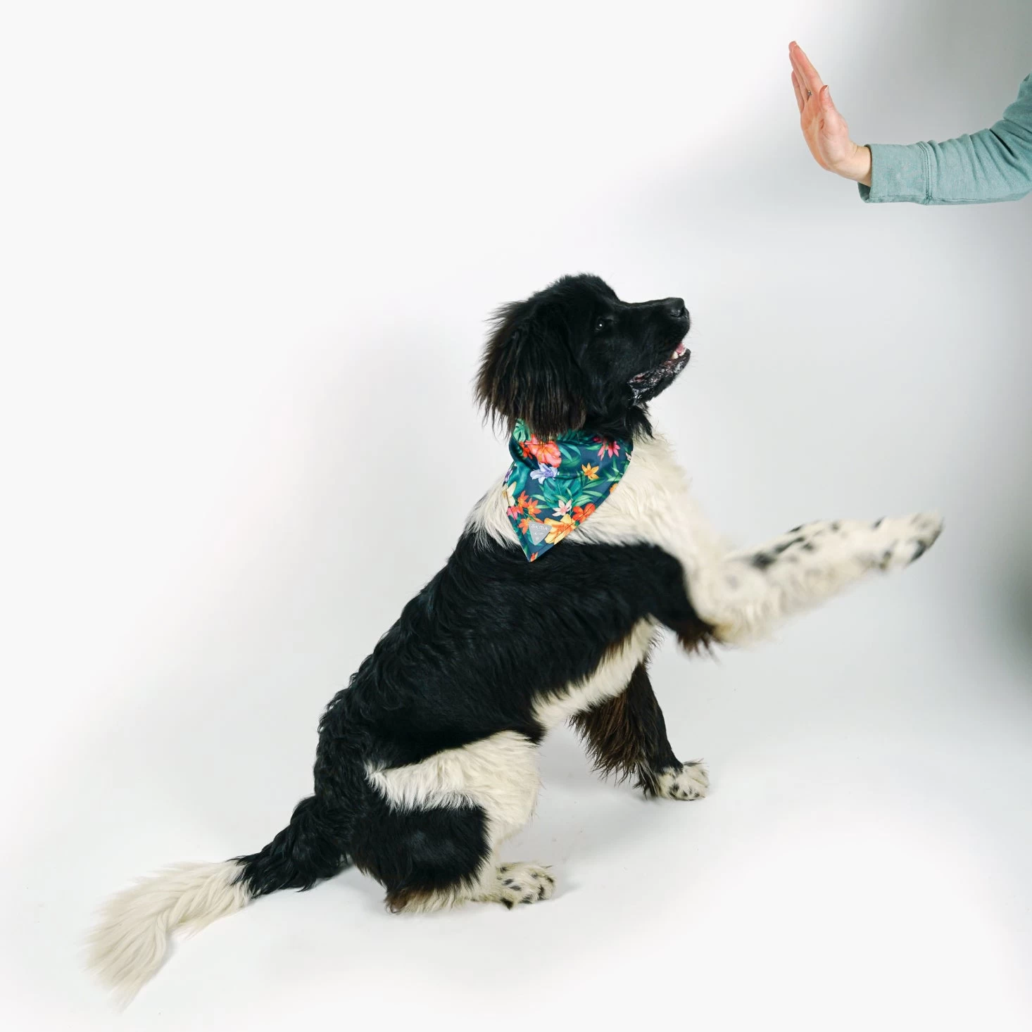 Party Wave | Dog Bandana 4 Party Wave | Dog Bandana - Image 2