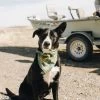 Battenkill | Dog Bandana -Accessories Series battenkilldog