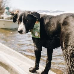 Battenkill | Dog Bandana -Accessories Series battenkilldoggo